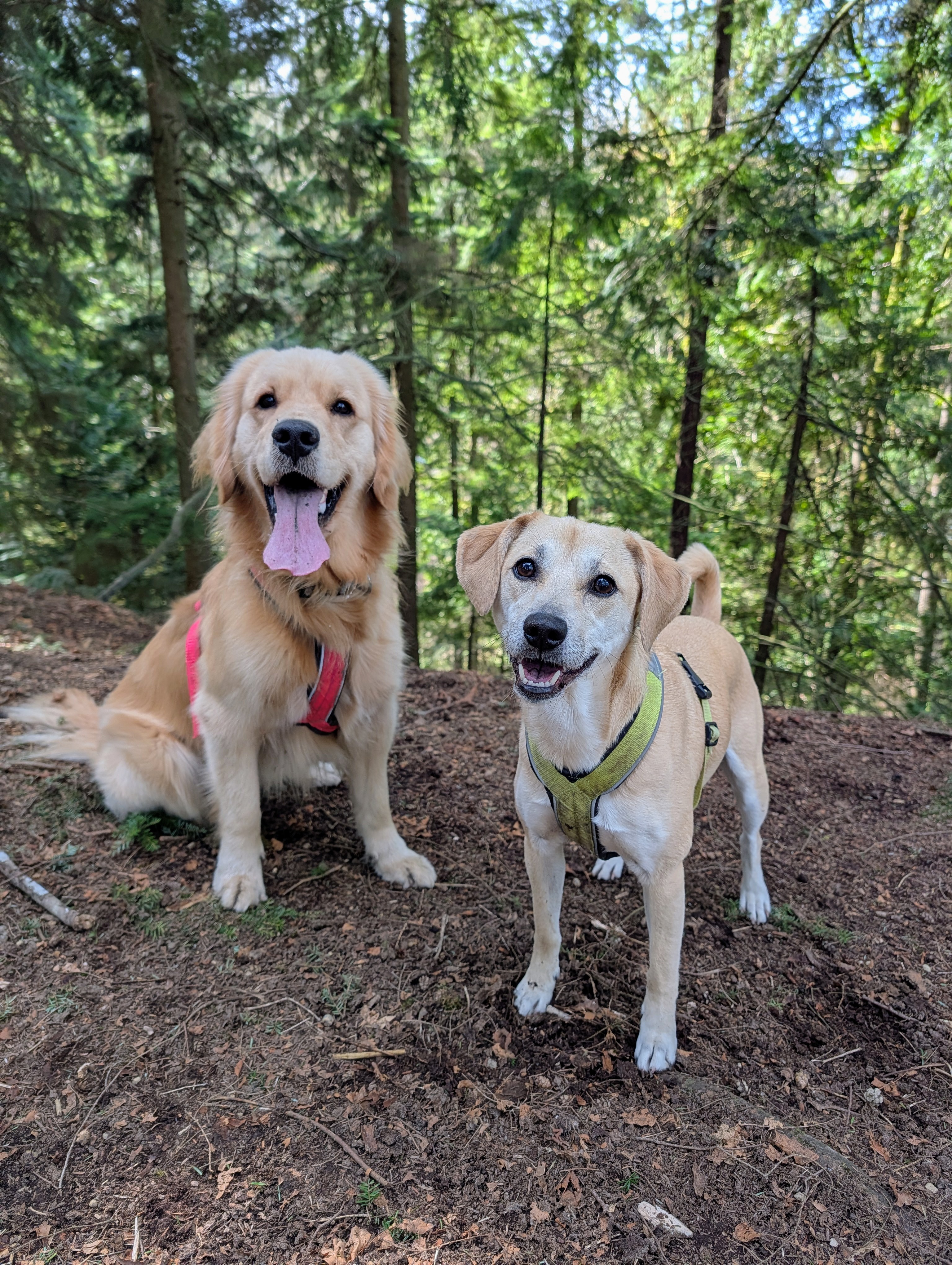 Golden retriever and labrador smiling on a forest trail