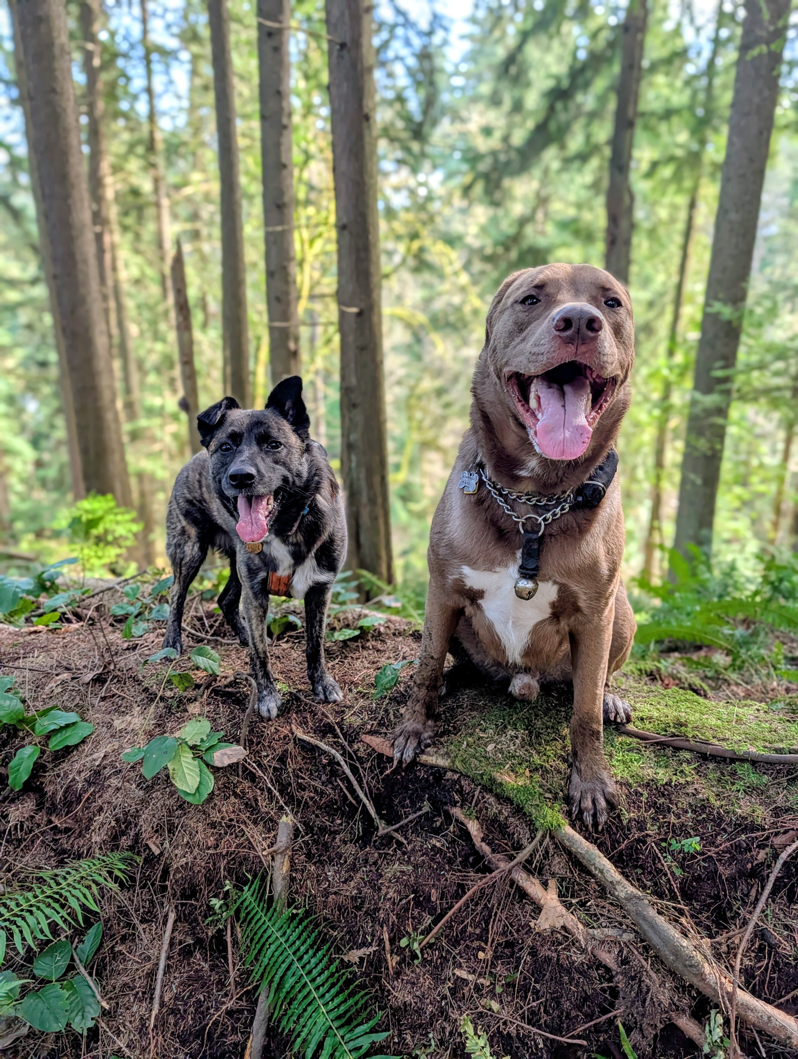 Two happy dogs on a mossy forest hilltop
