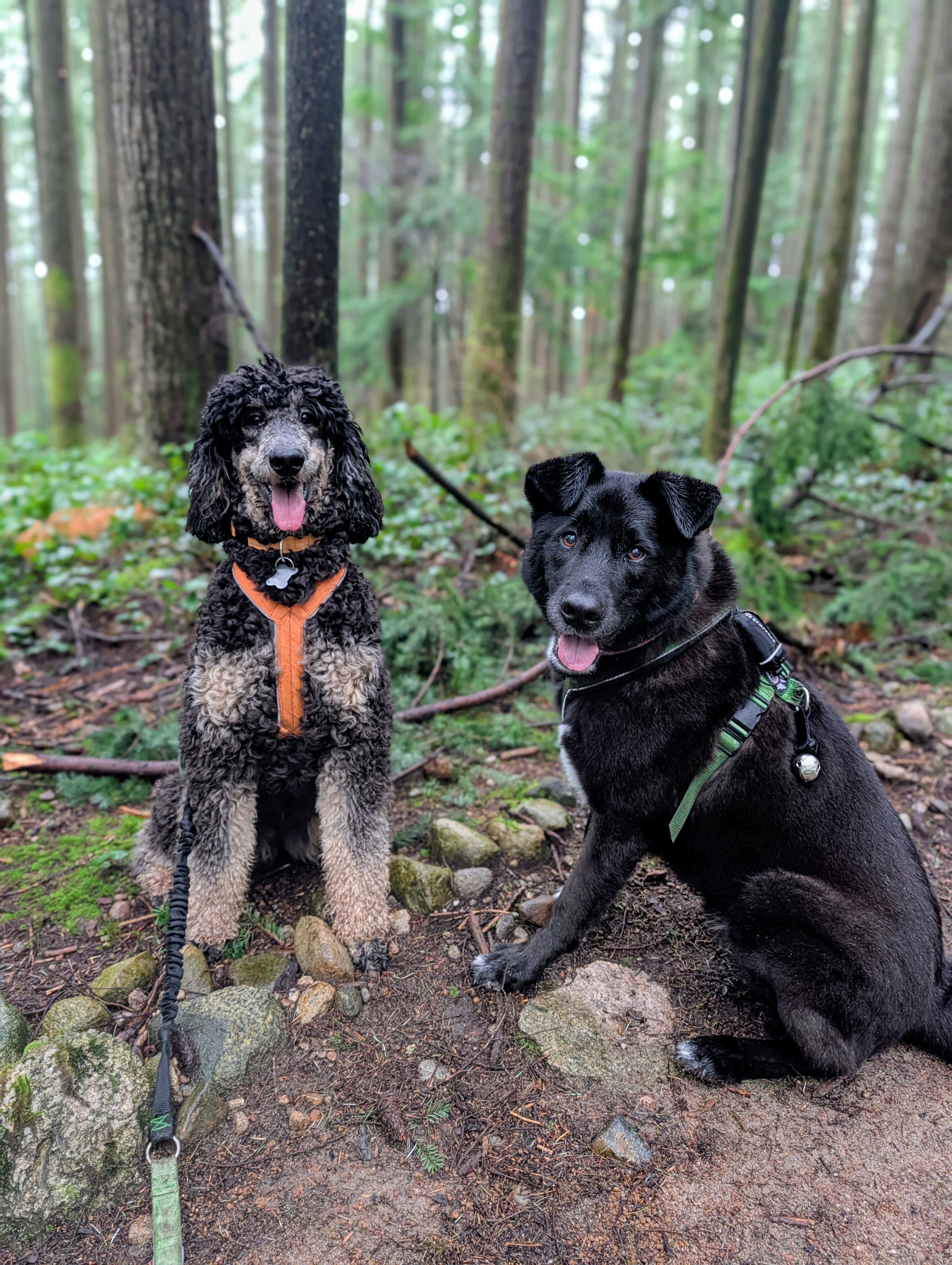 Poodle and black shepherd sitting together on mossy forest rocks