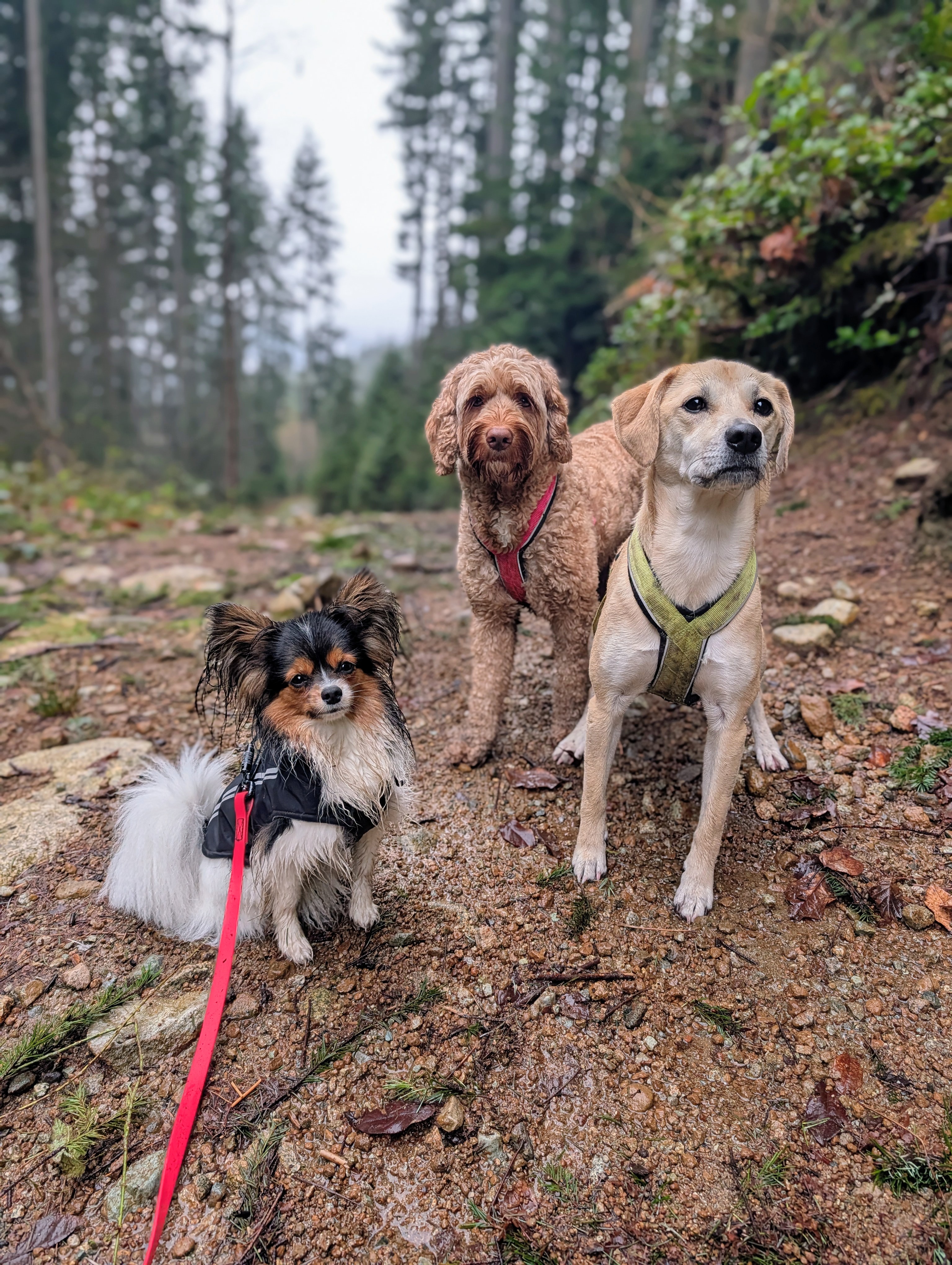 Three dogs posing together on a rainy mountain trail