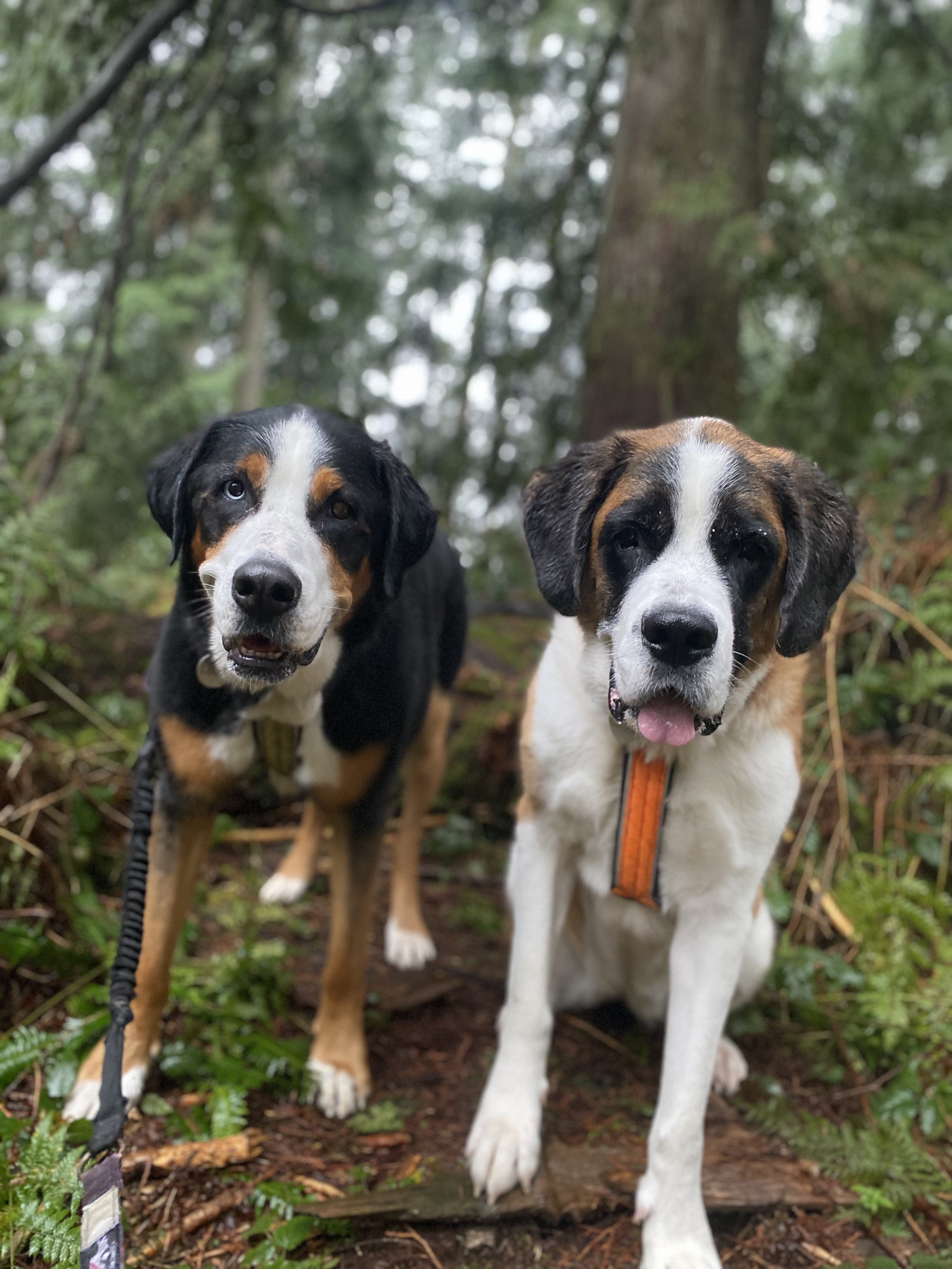 Two large mountain dogs sitting together in the forest