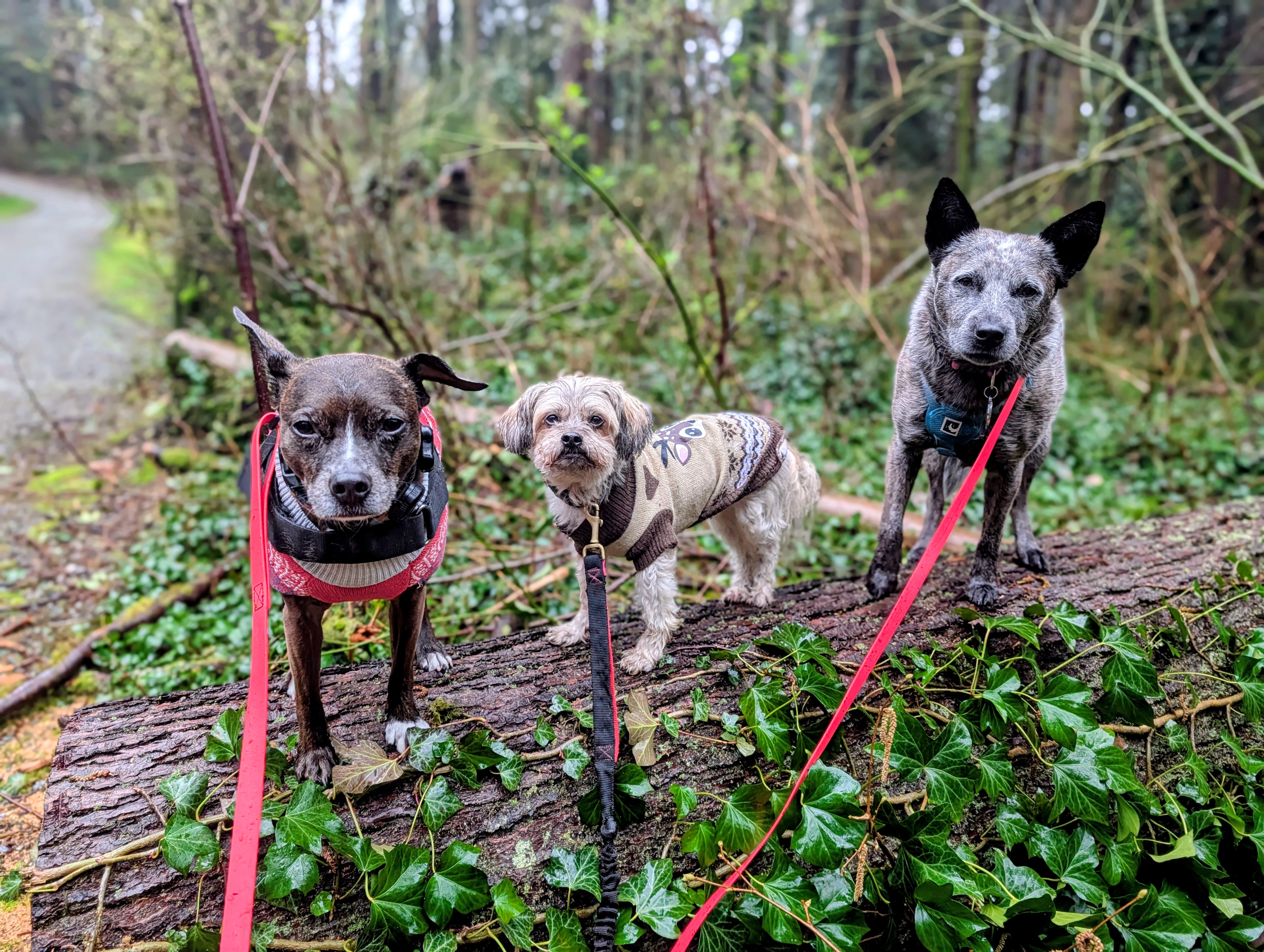 Three small dogs standing on a log in the forest