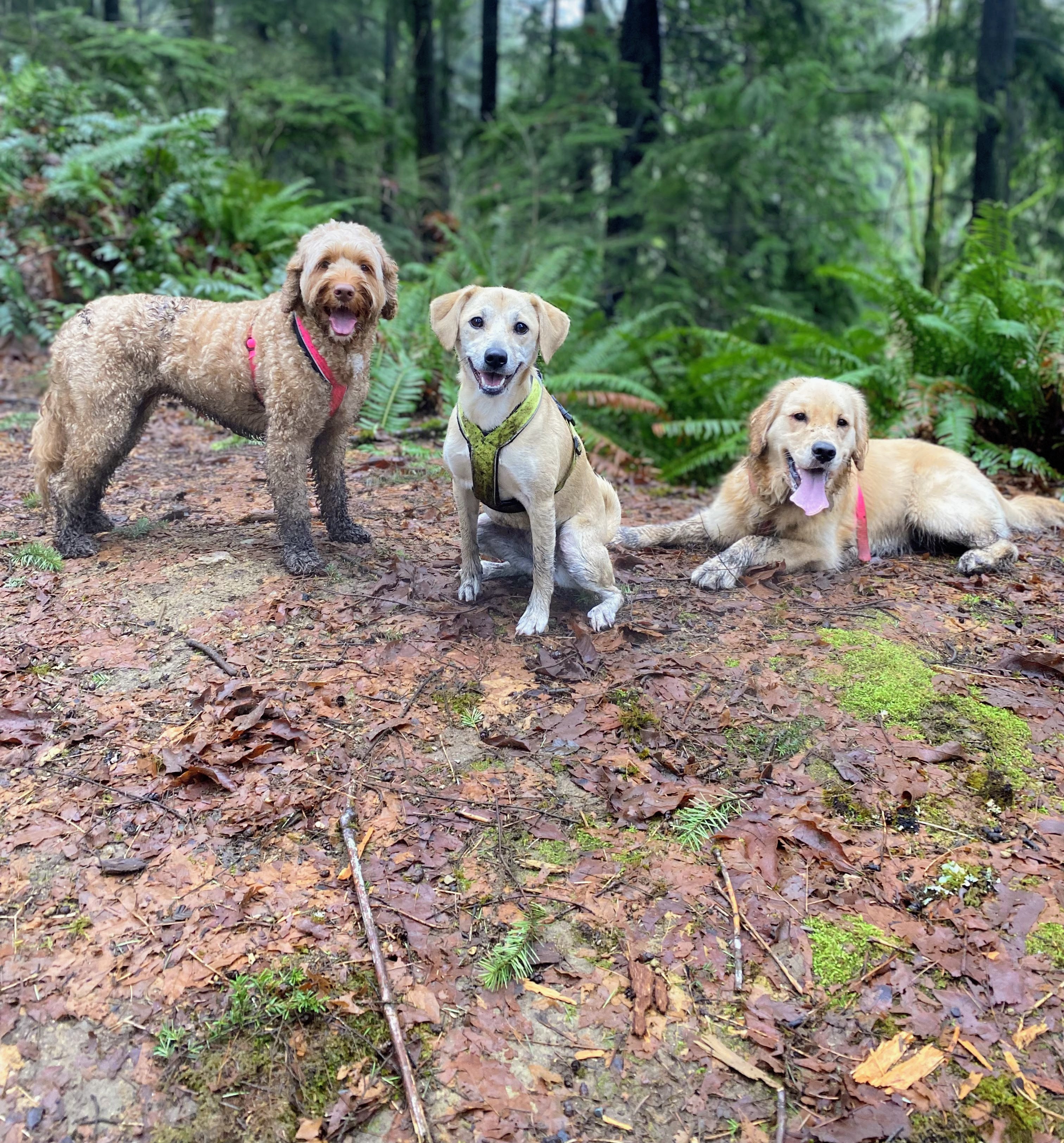 Three dogs posing together on a forest trail