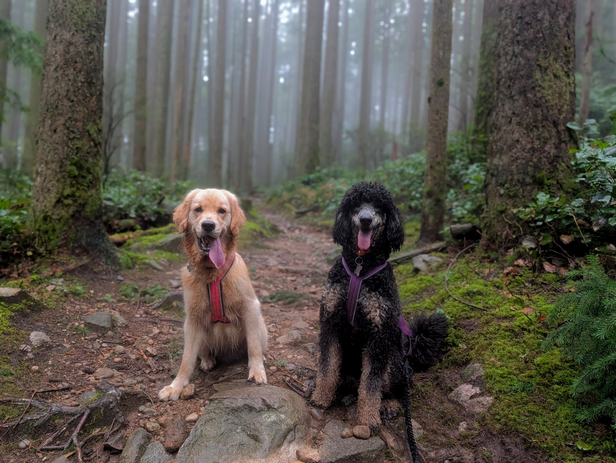 Poodle puppy sitting with golden retriever friend on a forest trail