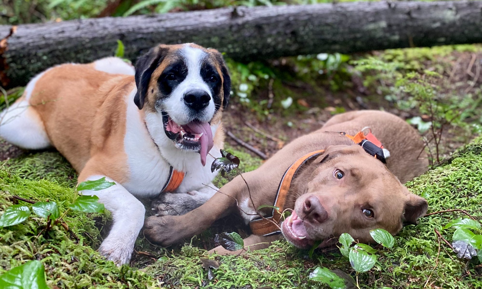 Two happy dogs relaxing together on a mossy forest floor